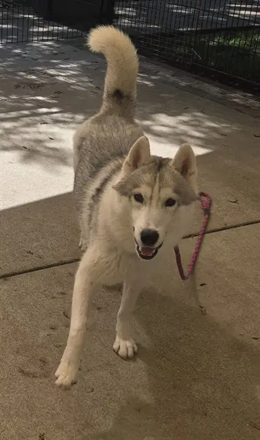 Disco - Siberian Husky