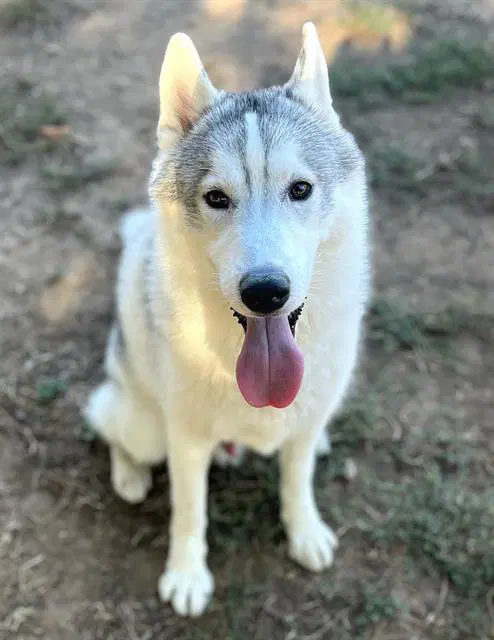 Disco - Siberian Husky