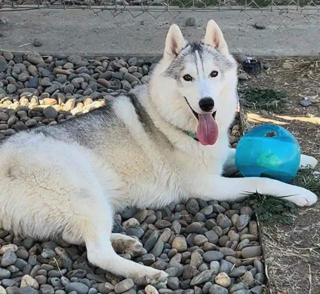 Disco - Siberian Husky