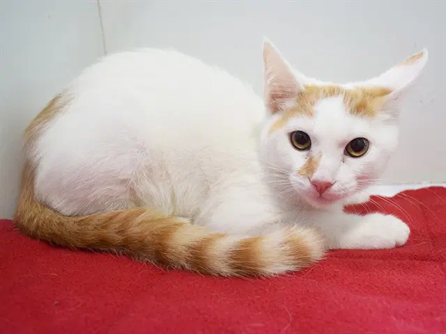Wilber Trent - Domestic Short Hair