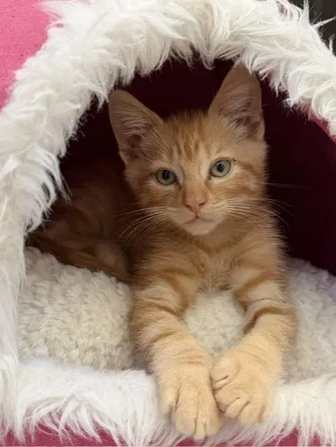Alfie - Domestic Short Hair