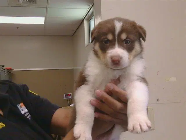 Malta - Siberian Husky