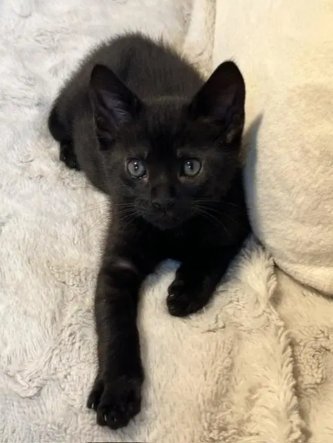 Unknown - Domestic Short Hair