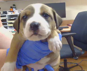 Pluto - Pit Bull Terrier