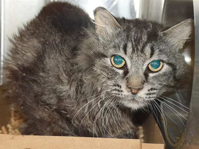 Unknown - Domestic Long Hair