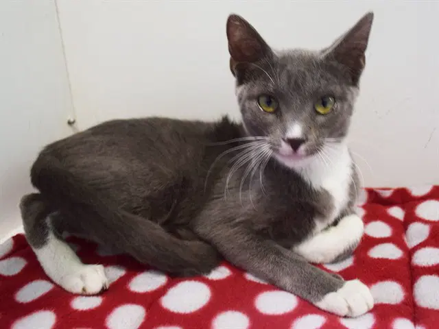 Kini - Domestic Short Hair