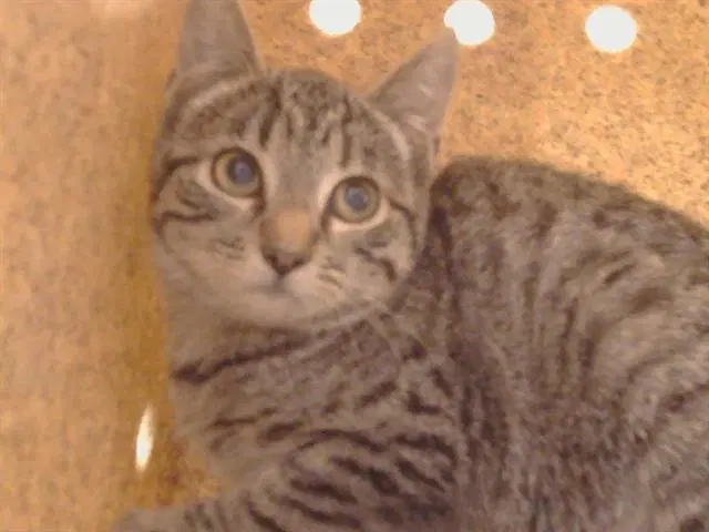 Unknown - Domestic Short Hair
