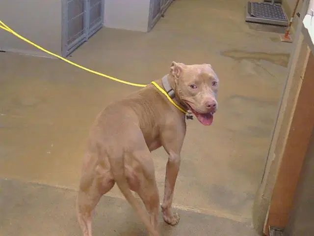 Zyla - Pit Bull Terrier