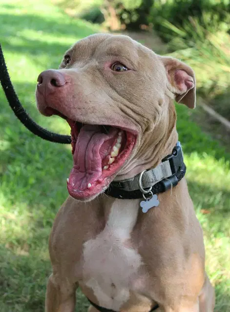 Zyla - Pit Bull Terrier