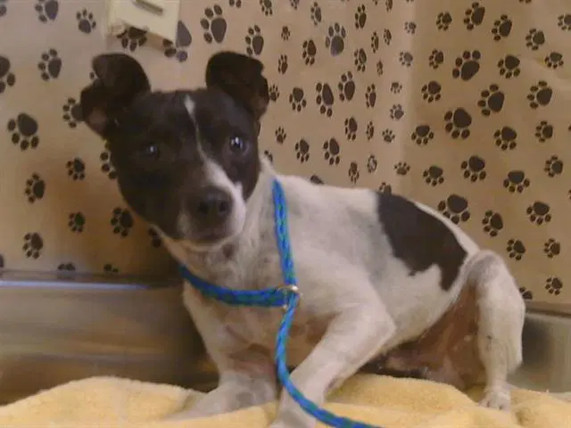 Rooney - Rat Terrier