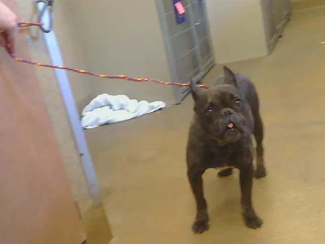 Unknown - French Bulldog
