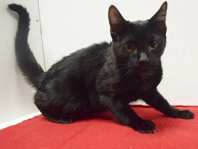 Maggie - Domestic Short Hair