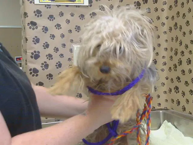 Unknown - Yorkshire Terrier Yorkie