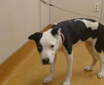 Unknown - Pit Bull Terrier