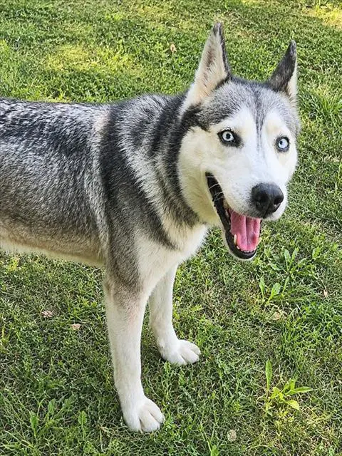 Pomona Sprout - Siberian Husky