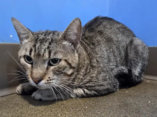 Unknown - Domestic Short Hair