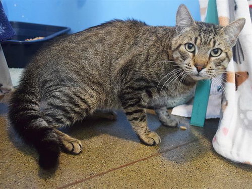picture of the cat needing adoption