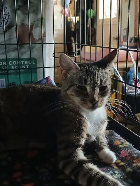 Peaches - Domestic Short Hair