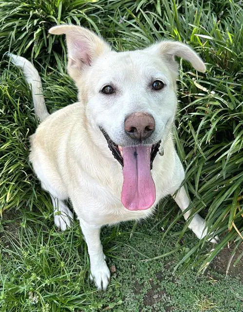 Udon - Labrador Retriever