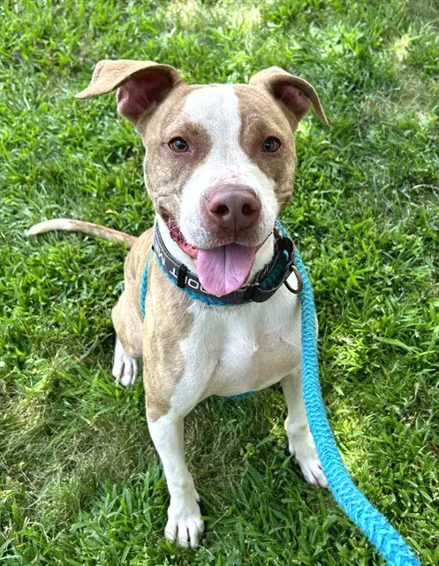Princess - Pit Bull Terrier