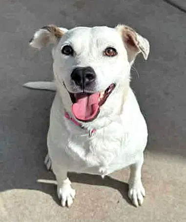 Nellie - Australian Cattle Dog/Blue Heeler