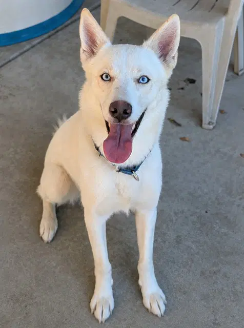 Tofu - Siberian Husky