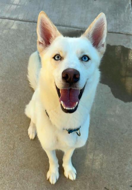 *TOFU, a dog for adoption from Sacramento County Animal Care and Regulation