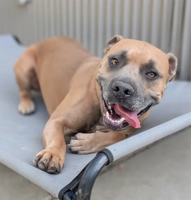 Scooby - Pit Bull Terrier