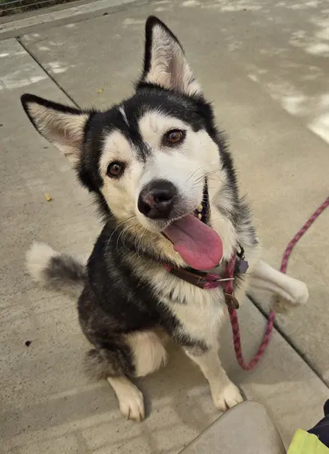 Drew - Siberian Husky