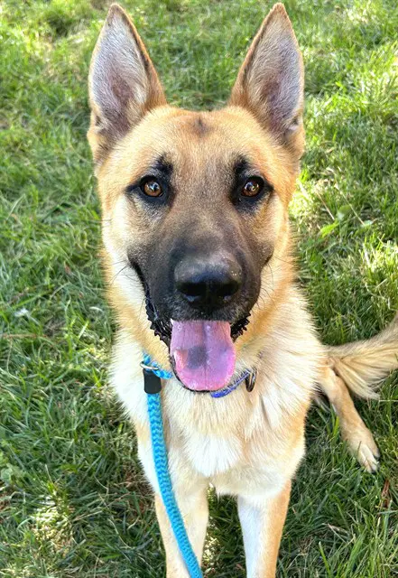 Tomato - German Shepherd Dog