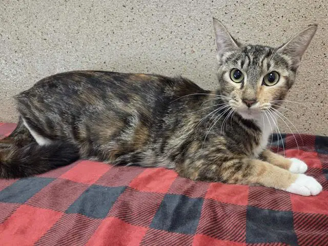 Mindy - Domestic Short Hair