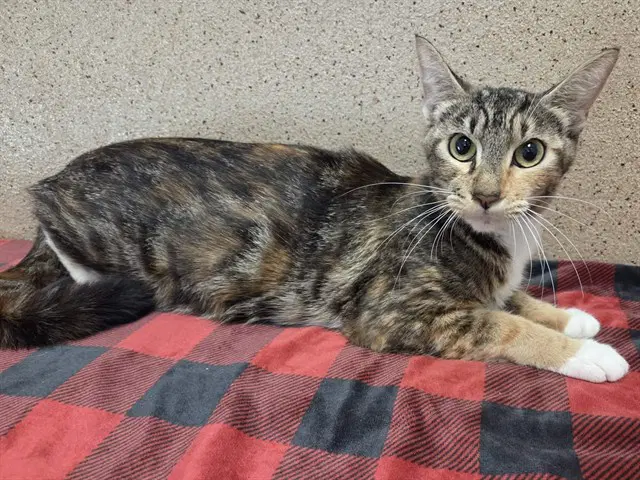 Mindy - Domestic Short Hair