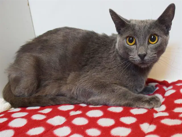 Unknown - Domestic Short Hair