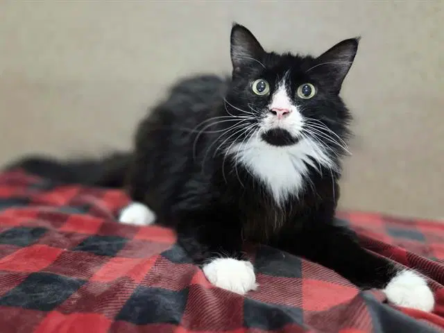 Unknown - Domestic Long Hair