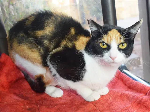 Reiko - Domestic Short Hair