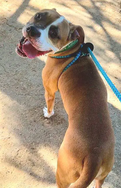 Moe - Pit Bull Terrier