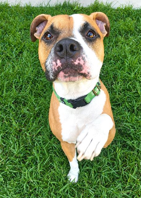 picture of the dog needing adoption