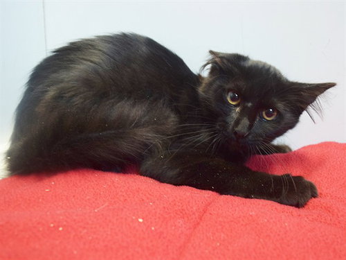 picture of the cat needing adoption