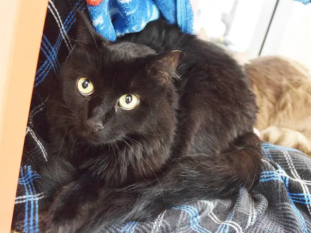 Raven - Domestic Medium Hair