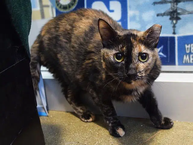 Bella - Domestic Medium Hair
