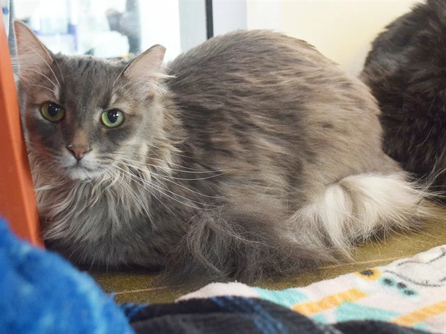 Pepper