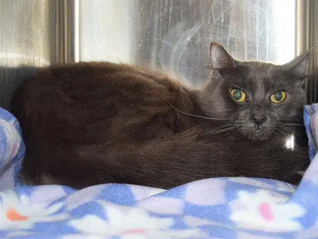 Unknown - Domestic Short Hair