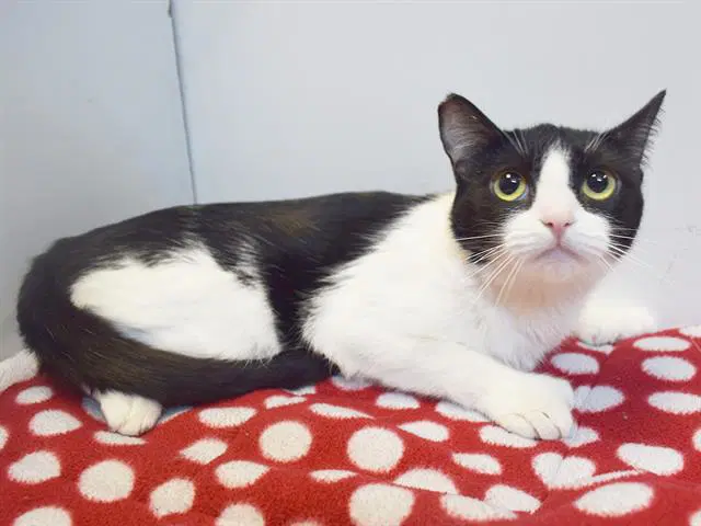 Unknown - Domestic Short Hair