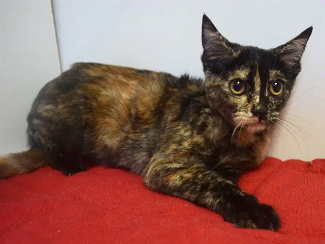 Tasha - Domestic Short Hair