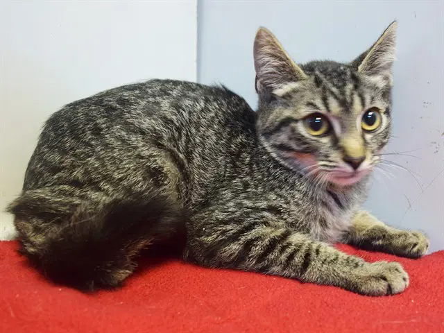 Zayne - Domestic Short Hair