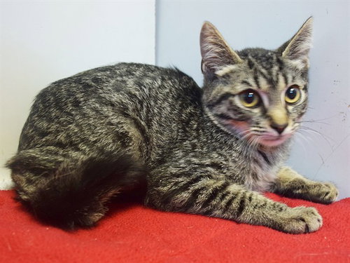 picture of the cat needing adoption