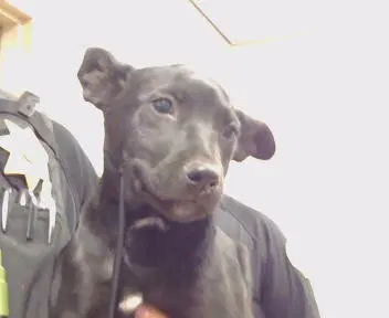 Unknown - Pit Bull Terrier