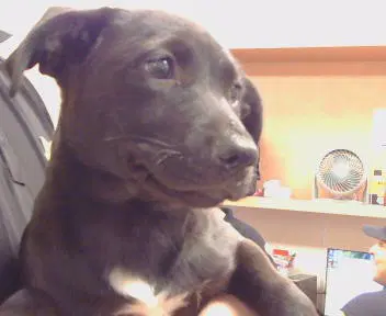 Unknown - Pit Bull Terrier