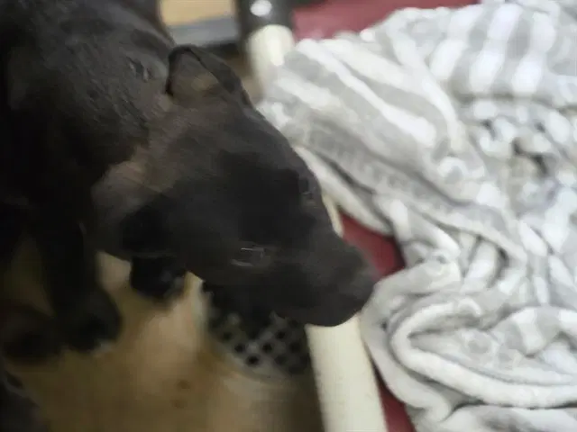 Unknown - Pit Bull Terrier