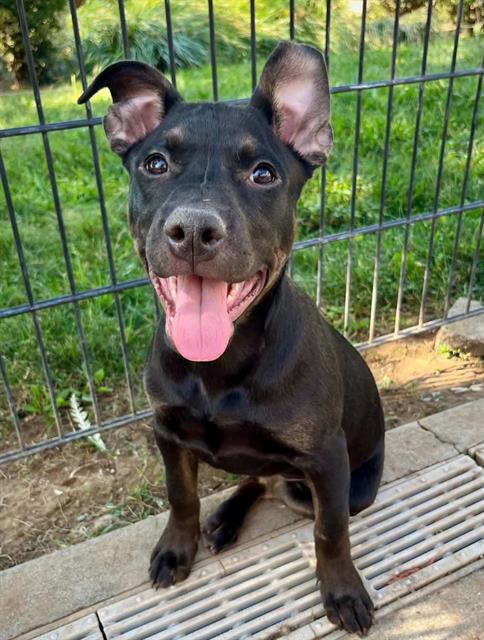 picture of the dog needing adoption
